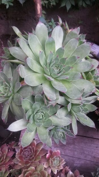9 - Sempervivum Iulie 2017