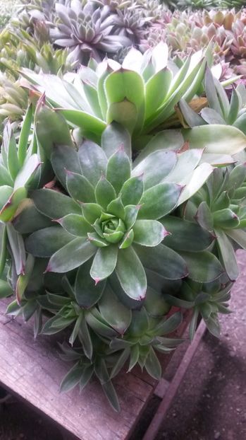 11 - Sempervivum Iulie 2017