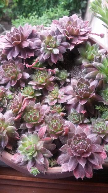 13 - Sempervivum Iulie 2017