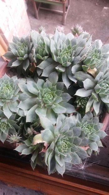 16 - Sempervivum Iulie 2017