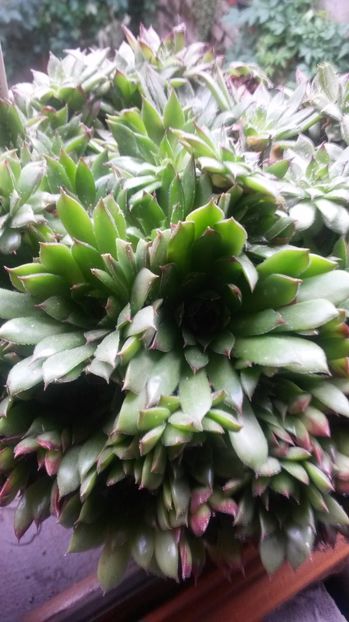17 - Sempervivum Iulie 2017