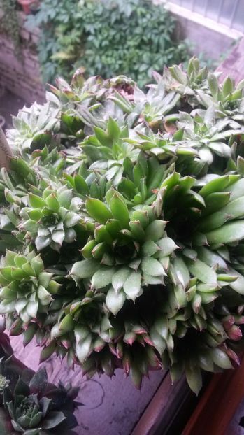18 - Sempervivum Iulie 2017