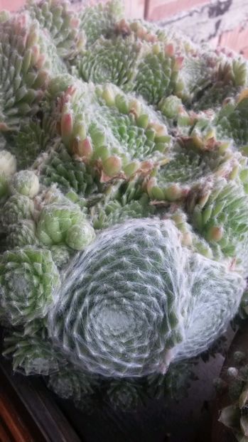 19 - Sempervivum Iulie 2017
