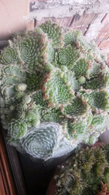 20 - Sempervivum Iulie 2017
