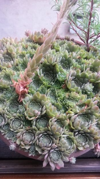 21 - Sempervivum Iulie 2017
