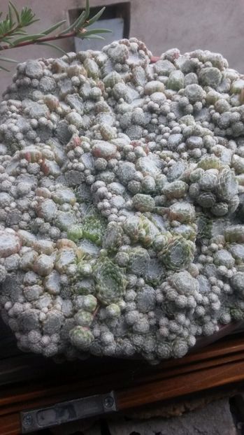 22 - Sempervivum Iulie 2017