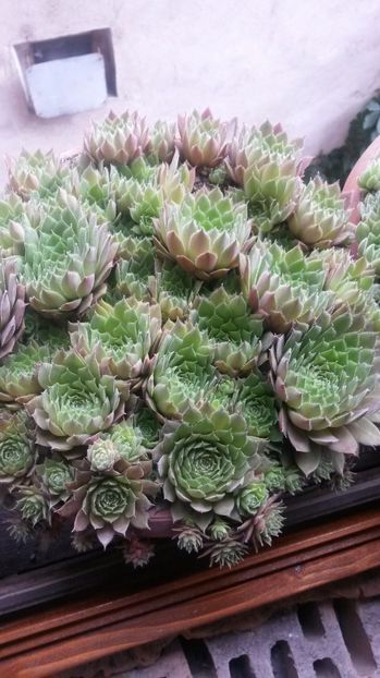 23 - Sempervivum Iulie 2017