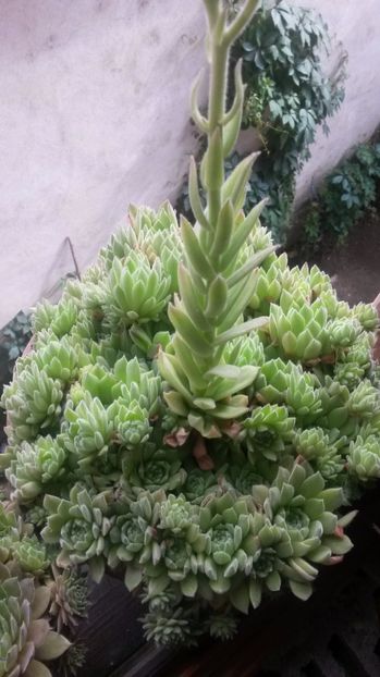 24 - Sempervivum Iulie 2017