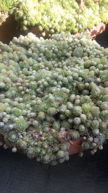 25 - Sempervivum Iulie 2017