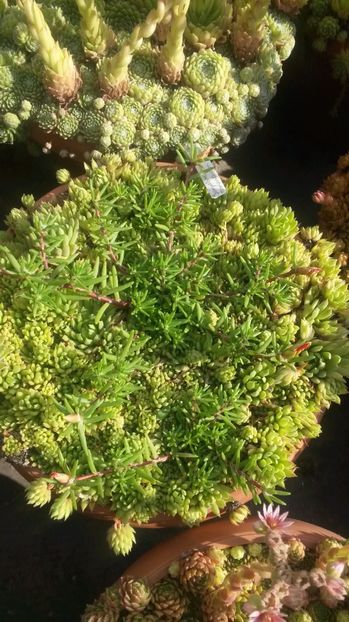 26 - Sempervivum Iulie 2017