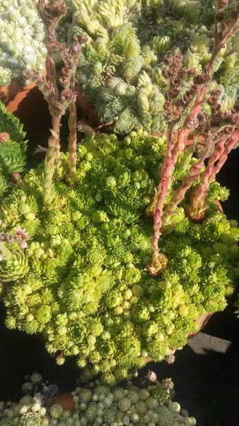 27 - Sempervivum Iulie 2017