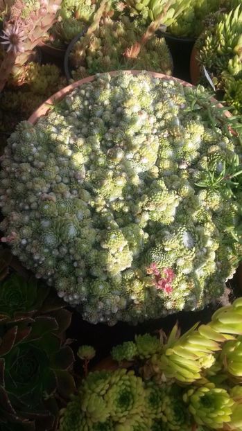28 - Sempervivum Iulie 2017