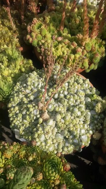 29 - Sempervivum Iulie 2017