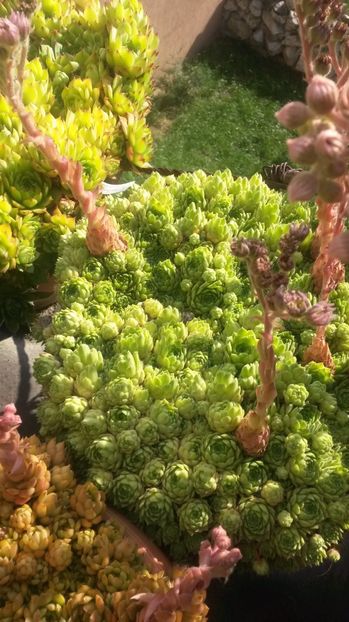 30 - Sempervivum Iulie 2017