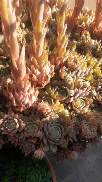 31 - Sempervivum Iulie 2017