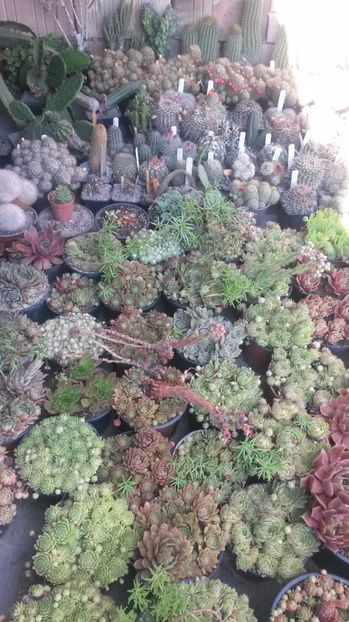 33 - Sempervivum Iulie 2017
