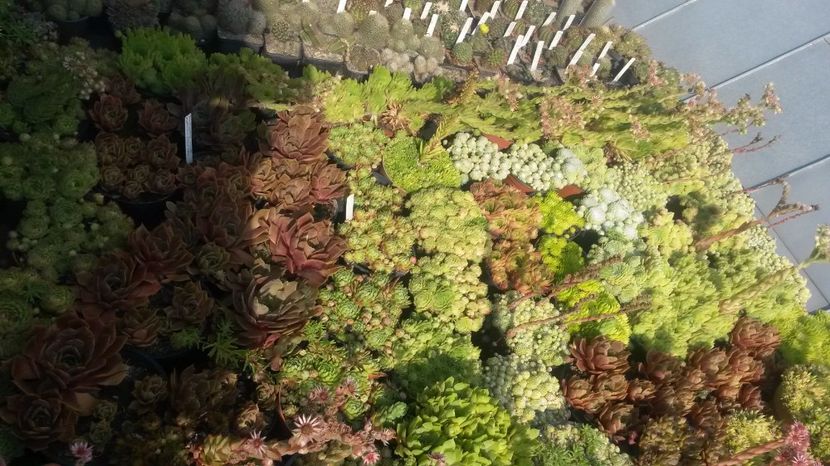 34 - Sempervivum Iulie 2017
