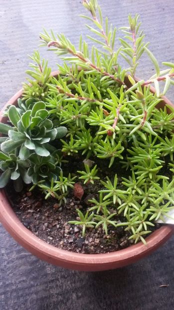 35 - Sempervivum Iulie 2017