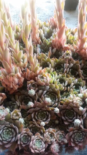 36 - Sempervivum Iulie 2017