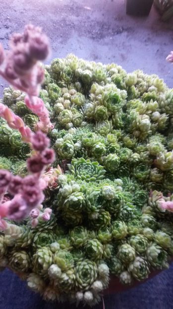 40 - Sempervivum Iulie 2017