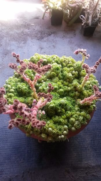 41 - Sempervivum Iulie 2017
