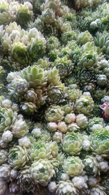 42 - Sempervivum Iulie 2017