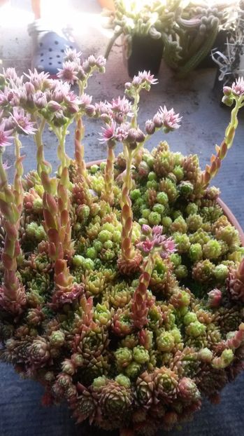 43 - Sempervivum Iulie 2017
