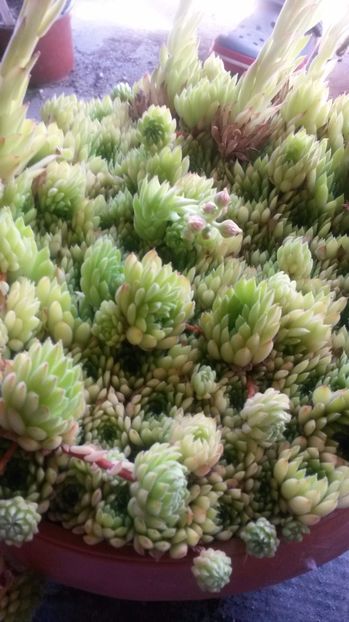 45 - Sempervivum Iulie 2017