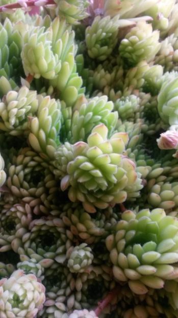 46 - Sempervivum Iulie 2017