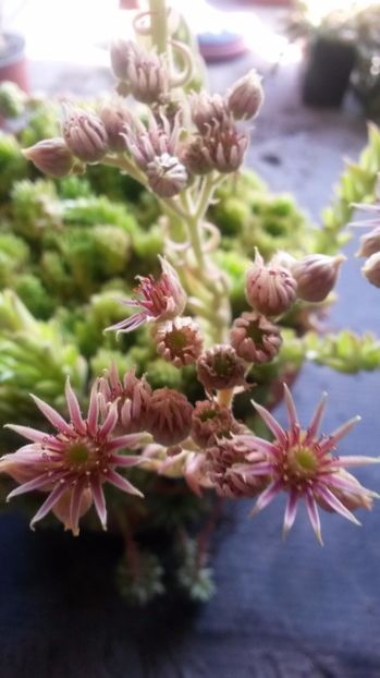 47 - Sempervivum Iulie 2017