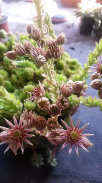 48 - Sempervivum Iulie 2017