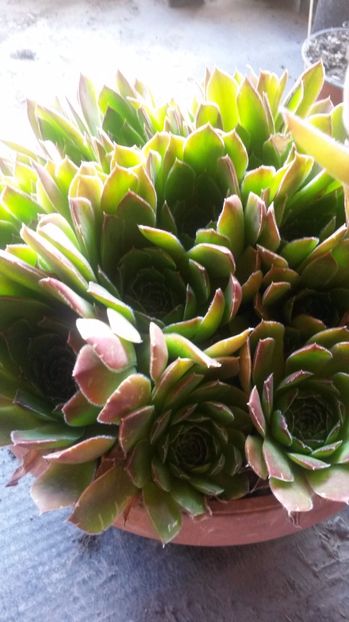 49 - Sempervivum Iulie 2017