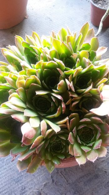 50 - Sempervivum Iulie 2017