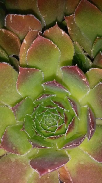 51 - Sempervivum Iulie 2017