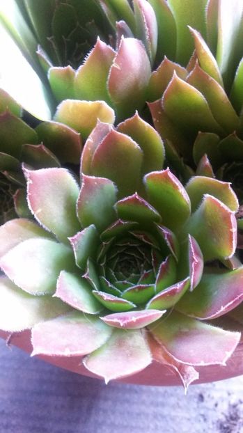 52 - Sempervivum Iulie 2017