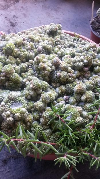53 - Sempervivum Iulie 2017