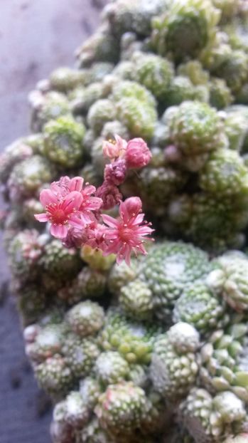 54 - Sempervivum Iulie 2017