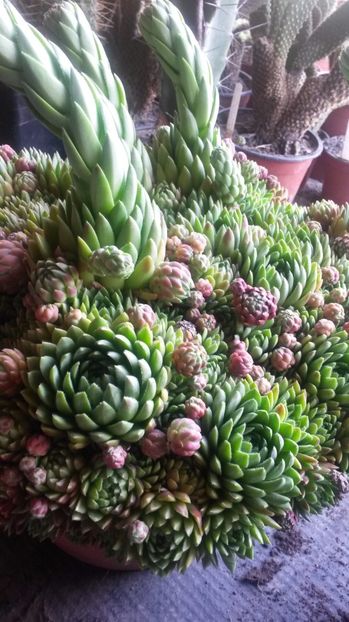 55 - Sempervivum Iulie 2017