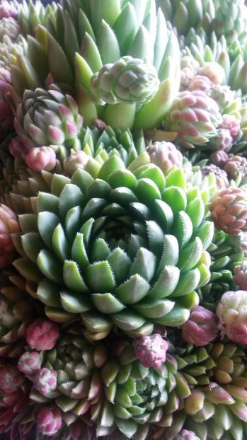56 - Sempervivum Iulie 2017