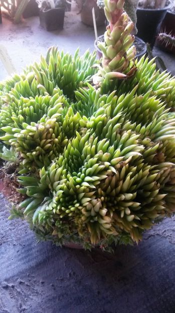 58 - Sempervivum Iulie 2017