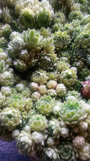 59 - Sempervivum Iulie 2017