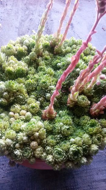 60 - Sempervivum Iulie 2017