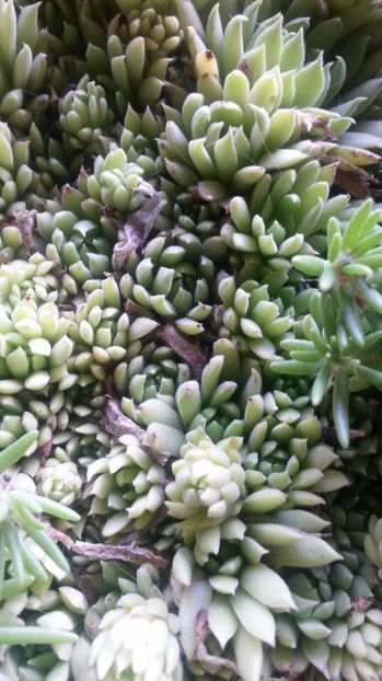 62 - Sempervivum Iulie 2017
