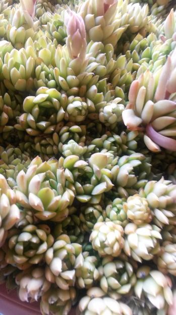 63 - Sempervivum Iulie 2017