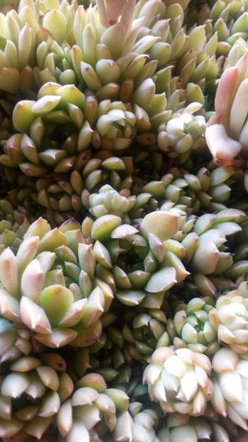 64 - Sempervivum Iulie 2017