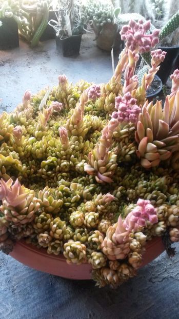 65 - Sempervivum Iulie 2017