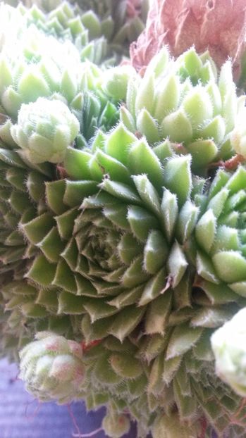 66 - Sempervivum Iulie 2017