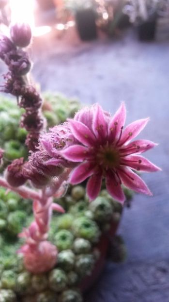 67 - Sempervivum Iulie 2017