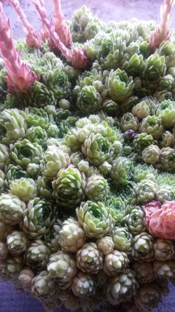 68 - Sempervivum Iulie 2017