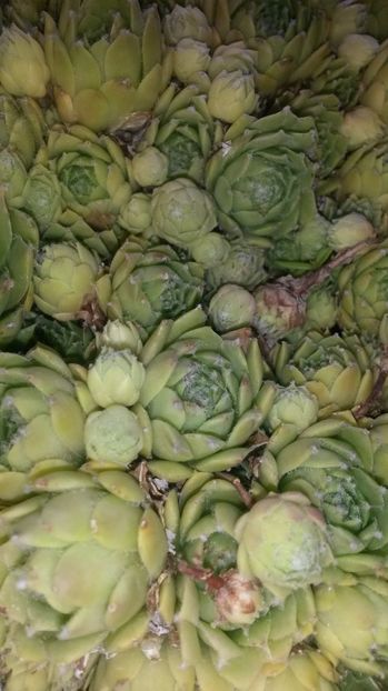 69 - Sempervivum Iulie 2017